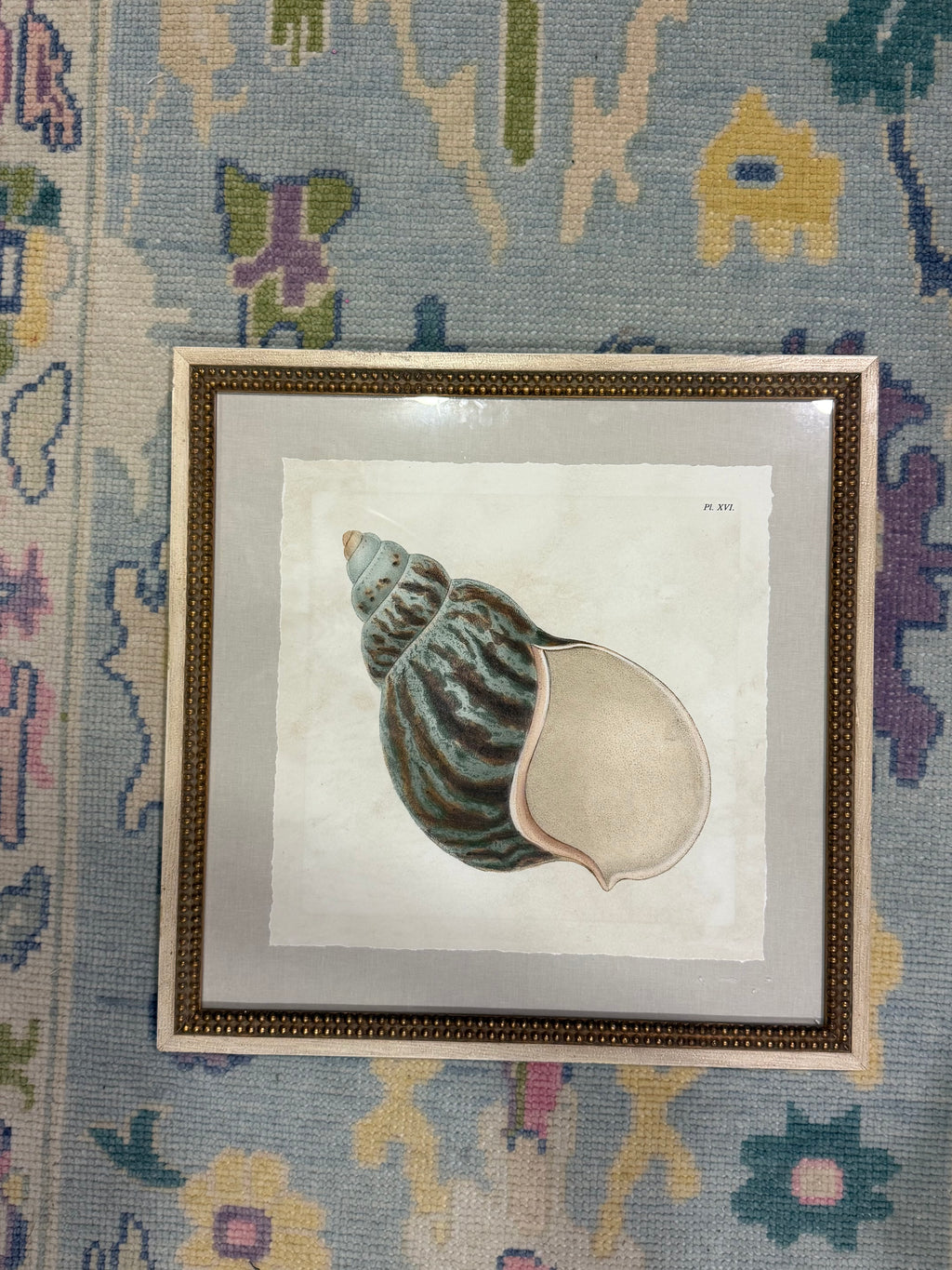 Seashell framed lithograph