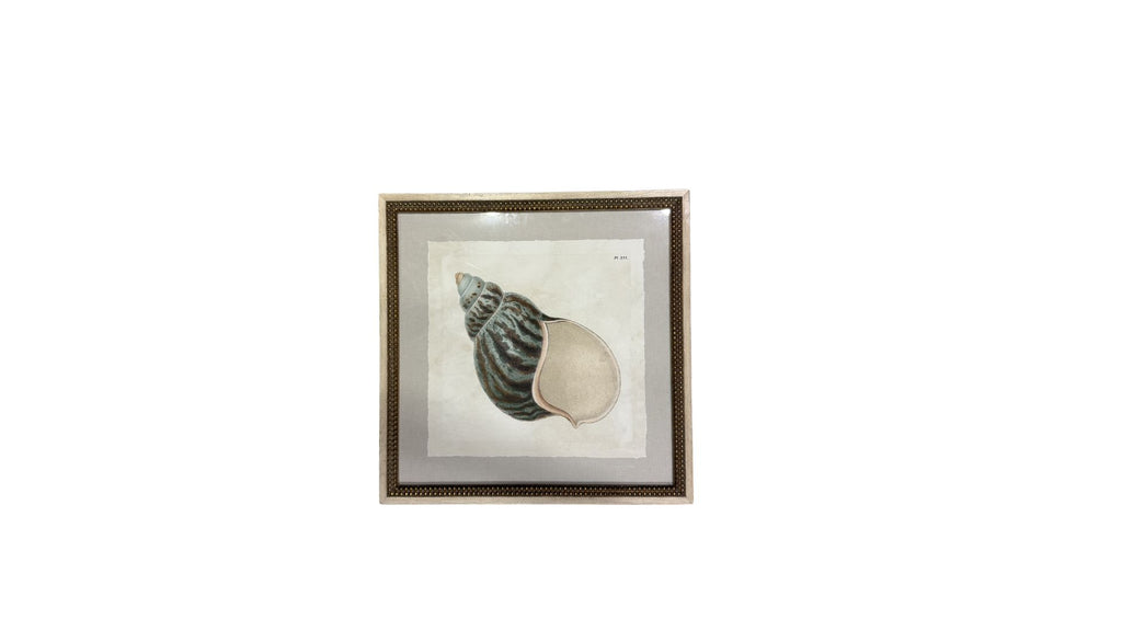 Seashell framed lithograph