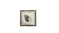 Seashell framed lithograph